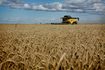 harvest