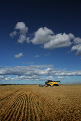 Naklejka premium harvest