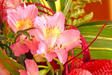 Fototapeta premium Flower