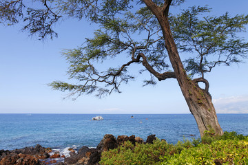 Obraz na płótnie Canvas Tropical beach. Large tree. Maui. Hawaii. Polo and Palauea.