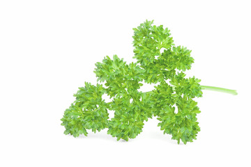 Fototapeta premium Curly parsley on white background