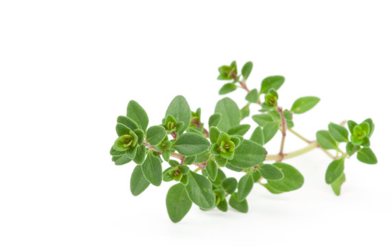 Thyme on white isolated background