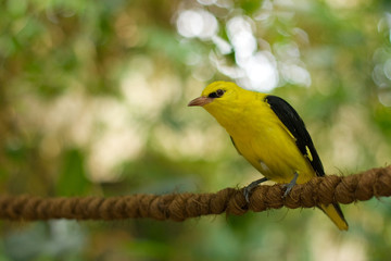 Golden oriole sitting on a rope