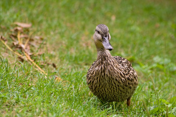 Duck standing on the grass