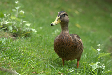 Duck standing on the grass