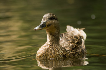 Duck swimming in the pond