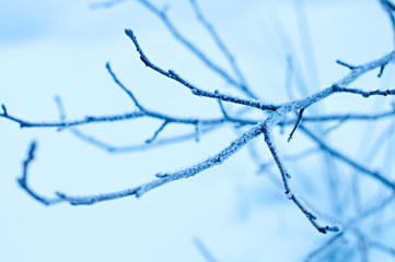 branch of a bush covered with rime