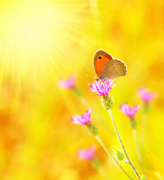 Beautiful yellow butterfly