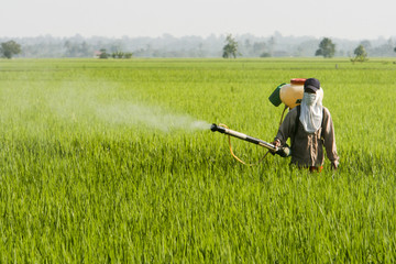 Asia Paddy Field