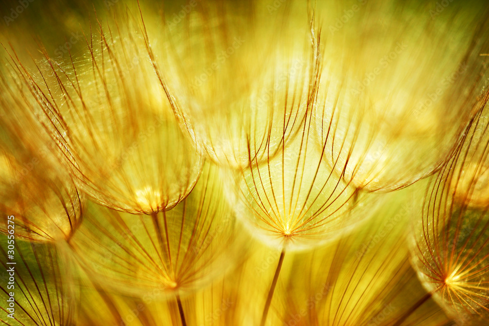 Wall mural Soft dandelion flowers