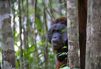 The adult male of the Orangutan.