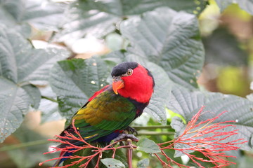 the green & red bird