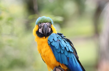 the yellow and blue bird