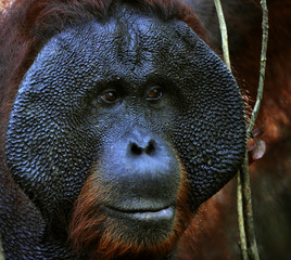 The adult male of the Orangutan. © Uryadnikov Sergey