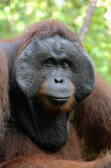 The adult male of the Orangutan.