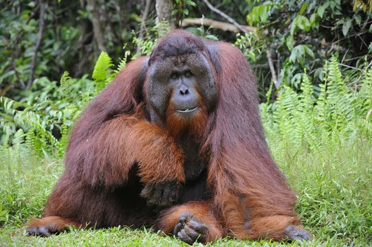 The Adult Male Of The Orangutan.