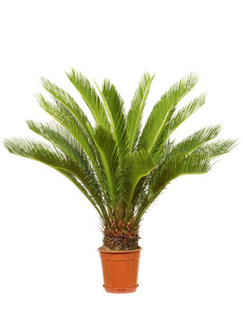 Cycas Zimmerpalme