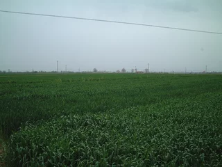 Rolgordijnen 麦畑 © yoshi