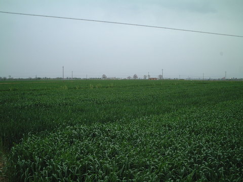 麦畑