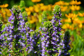 Guensel - Blue bugle 03