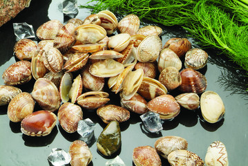 Clams