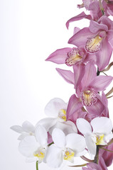 Obraz na płótnie Canvas Beautiful orchids over white background