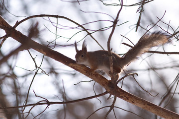 Brown squirrel runs on pine branch in winter forest