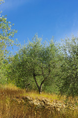 Obraz premium Oliveraie de Corse