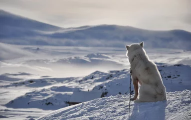 Türaufkleber Sitzender weißer Hund im kalten arktischen Winter, Grönland © Pavel Svoboda