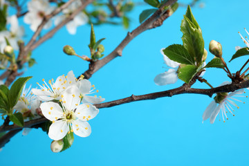 primavera - rami fioriti