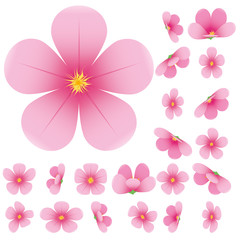Cherry blossom, flowers of sakura, vector illustration