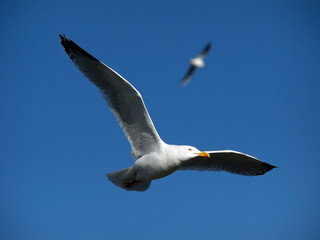 Seagull