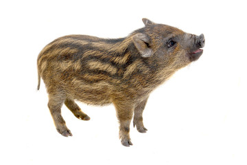 Pig  small