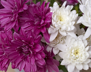 chrysanthemums closeup, natural background