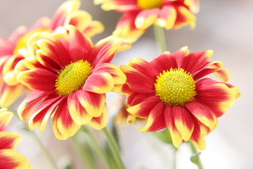 Flower field