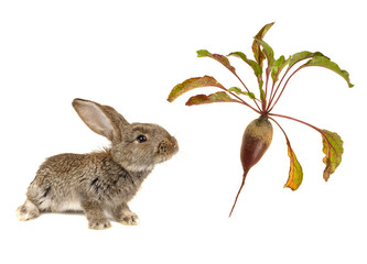 brown  rabbits