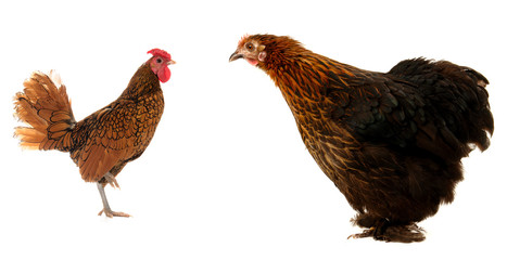 cock and  black hen