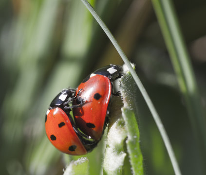 coccinelles