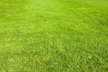 Green grass in spring. Natural background.