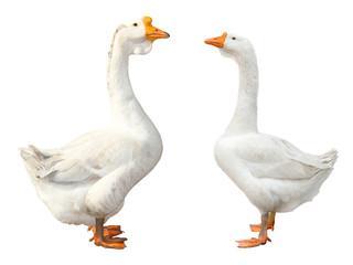 goose