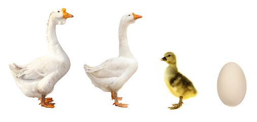 farm birds