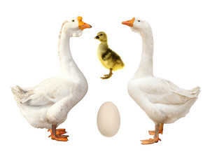 goose
