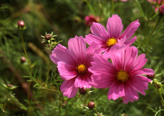 Fototapeta premium Cosmea