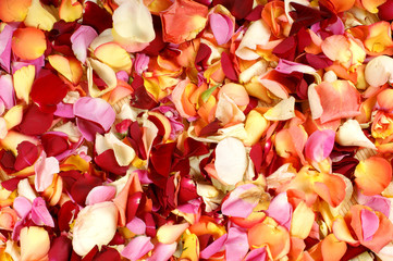 Obraz na płótnie Canvas A beautiful bright close-up background of fallen petals