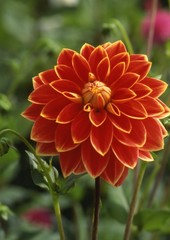Dahlia