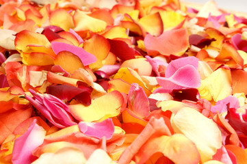 Fototapeta na wymiar A beautiful bright close-up background of fallen petals