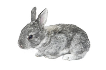 grey small  rabbit