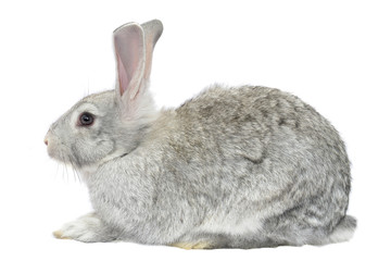 grey  rabbit