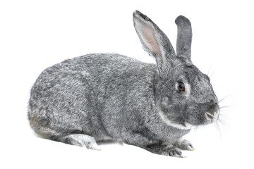 grey big rabbit