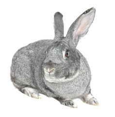 grey big rabbit